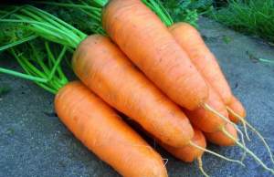 Морковь Шантане 2-Комет 0.5 кг.  (Hazera)