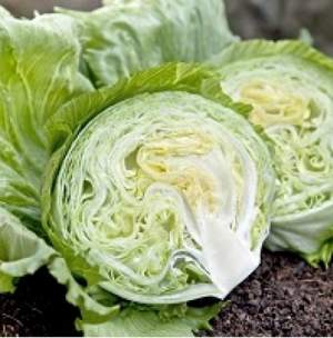 Салат Высмарь 1 000 семян.  (Hazera)