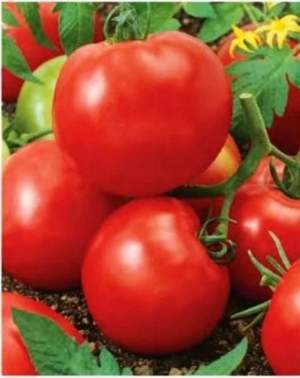Семена томата Баллада 2 500 семян. Носко