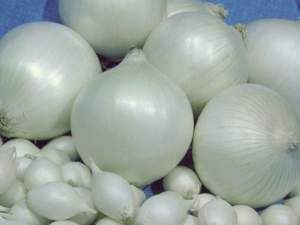 Лук севок Стерлинг (белый) 10кг (Netherlands)