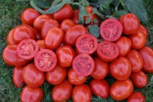 Помидоры 1311 F1 5000 семян. (Lark Seeds)