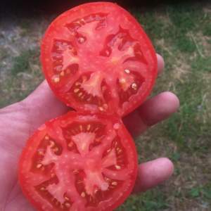 Семена томата 1609 F1 250 семян. (Lark Seesd)