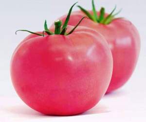 Семена томата 1810 F1 250 семян. (Lark Seesd)