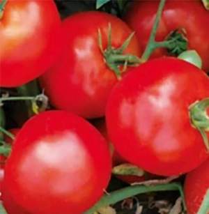 Помидоры 1502 F1 500 семян. (Lark Seeds)