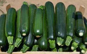 Кабачок Базальт F1 500 cемян. (Lark Seeds)