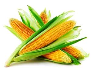 Сахарная кукуруза Раннее наслаждение F1 2 500 семян. (Lark Seesd)