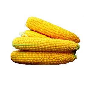 Сахарная кукуруза Форвард (1709) F1 2 500 семян. (Lark Seesd)