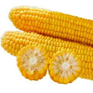 Сахарная кукуруза 1010 F1 2500 семян. (Lark Seesd)