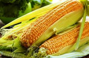 Сахарная кукуруза 1860 F1 25 000  семян. (Lark Seesd)