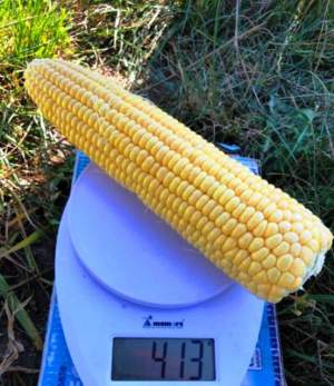 Сахарная кукуруза 1805 F1 2500 семян. (Lark Seesd)