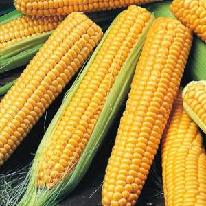 Сахарная кукуруза Хаммер F1 25 000 семян. (Lark Seesd)