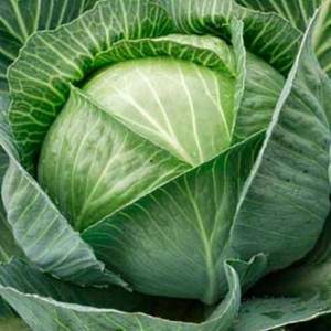 Семена капусты Капитал F1/Capital F1 1 000 семян. (Lark Seesd)