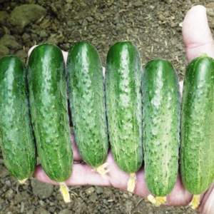 Семена огурца Стингер F1 100 семян. (Lark Seesd)