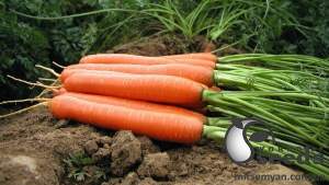 Морковь КАДАНС F1/KADANS (1,6-1,8мм.) 100 000 семян.  (Nunhems)