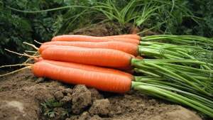 Морковь КАДАНС F1/KADANS (1,8-2,0мм.) 100 000 семян.  (Nunhems)