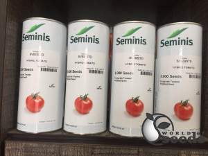 Томат SV 8320 TD F1 5000 семян. (Seminis)