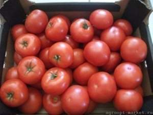 Помидоры Интерленд F1 1000 семян. (Nunhems)