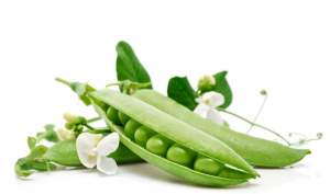 Горох Экселенс F1 25 кг.  (Hazera)