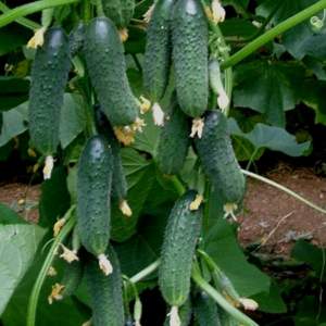 Огурец Мадита F1 1 000 семян. (Seminis))
