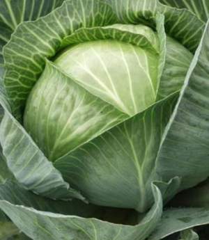 Капуста Каунтер F1/Counter F1. 10 000 семян. (Bejo)