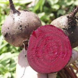 Свекла Бикорес/Bikores  5 000 семян. (Bejo)