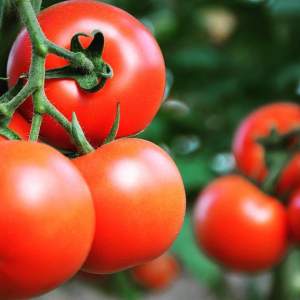 Томат Азия F1 500 семян. (Yuksel Seeds)