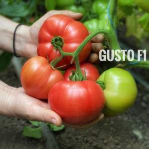 Помидоры Гюсто F1 500 семян. (Yuksel Seeds)