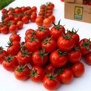 Помидоры Марголь F1 (черри) 100 семян. (Yuksel Seeds)