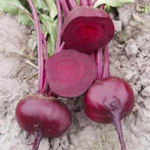 Свекла Водан/Wodan F1 5000 (bp*)  семян. (Bejo)