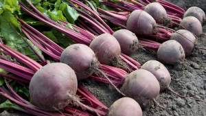 Свекла Водан  F1 25 000 семян. (Bejo)