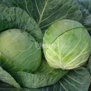 Капуста Браво/ Bravo F1 10 г, Клоз, (Clause)