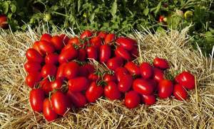 Томат Пьетра Росса F1/ Pietra Rossa  5 000 семян. (Clause)