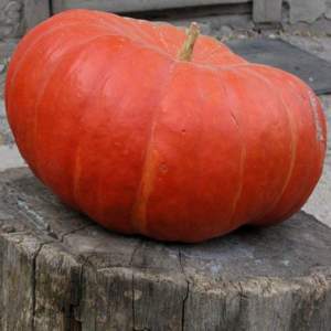 Гарбуз сорт Руж Виф де Тамп 500 гр. (Clause)