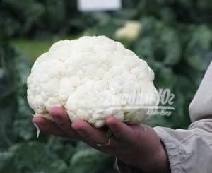 Капуста цветная Соборд F1/Sabord  1000 семян. (Clause)