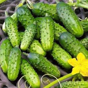 Семена огурца Роял F1/Royal  100 гр. (Clause)