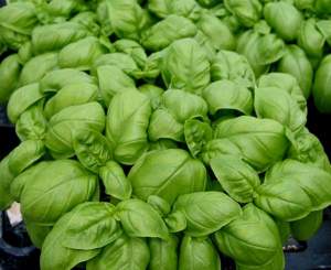 Базилик Мариан 250г Энза