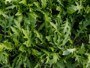 Рукола Пруденция/Prudenzia 10 000 семян. (Enza Zaden)