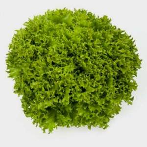 Салат Даби 1000 семян. (Enza Zaden)