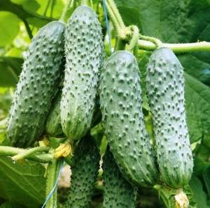 Семена огурца ЗКИ 104 F1/ZKI 104 F1 100 семян. (Lark Seesd)
