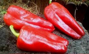 Семена перца Слон F1 500 семян. (Lark Seesd)