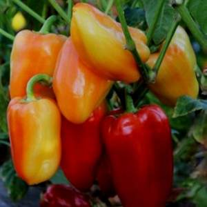 Семена перца Дельфа F1 500 семян. (Lark Seesd)