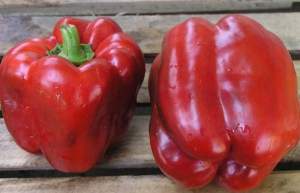 Семена перца Трик F1 500 семян. (Lark Seesd)