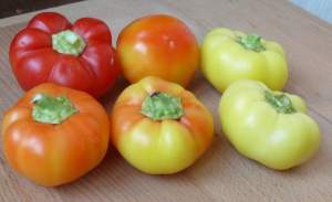 Семена перца Мела Росса F1 500 семян. (Lark Seesd)