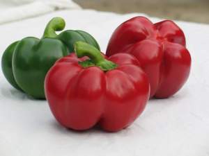 Семена перца Бихар F1 500 семян. (Lark Seesd)