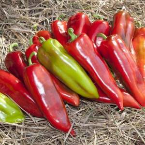 Семена перца Сильвы F1 500 семян. (Lark Seesd)