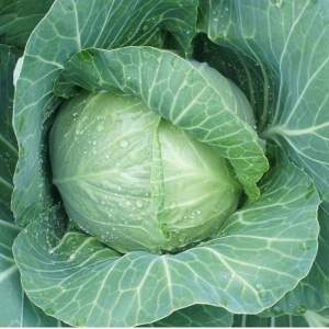 Капуста Алтос F1 2500 семена (Joeun Seeds)
