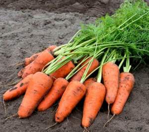 Морковь Кессена F1 (1,4-1,6мм) 100 000 семян. (Bejo)