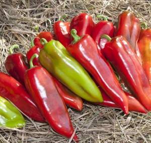 Перец Редкан F1 1000 семян. (Clause)