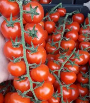 Помидоры Порпора F1 1000 семян. (ESASEM)