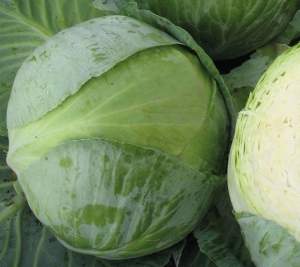Капуста Баланс F1 10 000 семян. (Lark Seeds) Капуста Баланс F1 10 000 семян. (Lark Seeds)